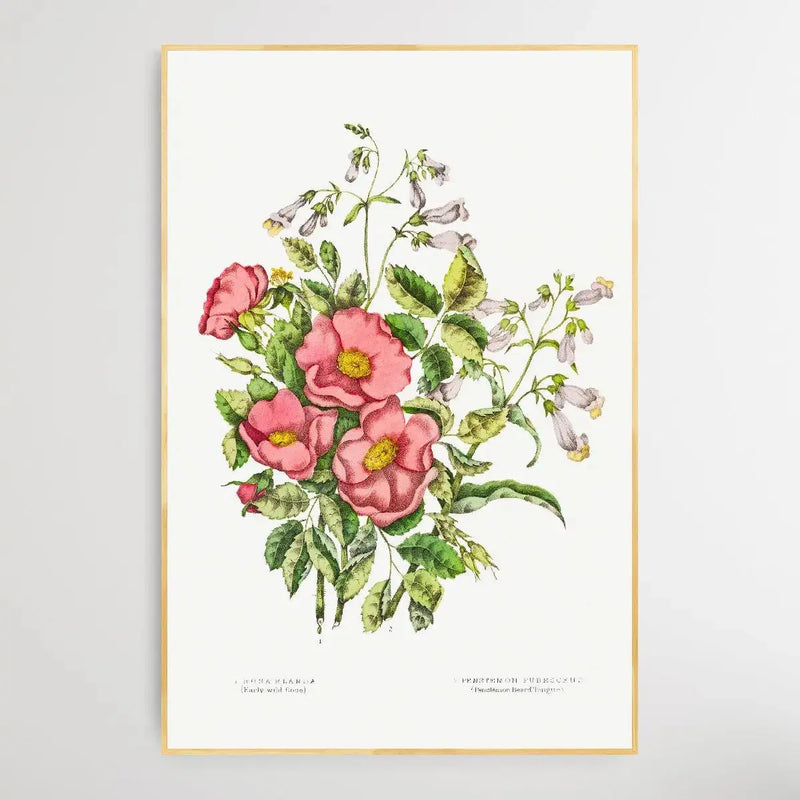 Canadian Wild Flowers (1869) Plate VII by Agnes Fitz Gibbon and Catharine Parr Traill - I Heart Wall Art - Poster Print, Canvas Print or Framed Art Print