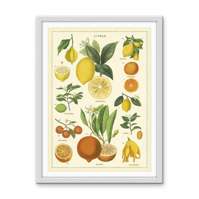 Citrus Vintage Scientific Chart - Stretched Canvas Print or Framed Fine Art Print - Artwork I Heart Wall Art Australia