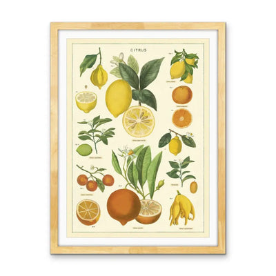 Citrus Vintage Scientific Chart - Stretched Canvas Print or Framed Fine Art Print - Artwork I Heart Wall Art Australia