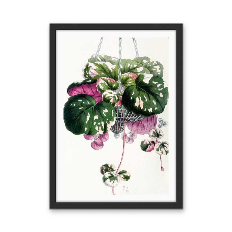 Cyclamen from The Floral Magazine (1861-1881) by Worthington G. Smith, John N. Fitch and Walter H. Fitch - Botanical Illustration Stretched Canvas or Wall Art Print