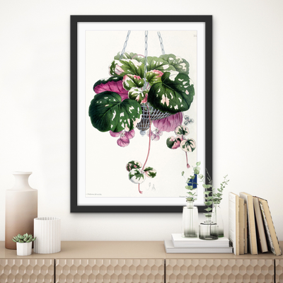 Cyclamen from The Floral Magazine (1861-1881) by Worthington G. Smith, John N. Fitch and Walter H. Fitch - Botanical Illustration Stretched Canvas or Wall Art Print