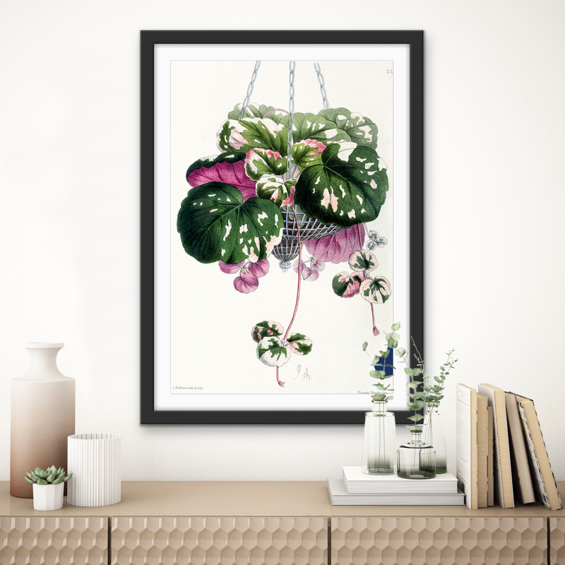 Cyclamen from The Floral Magazine (1861-1881) by Worthington G. Smith, John N. Fitch and Walter H. Fitch - Botanical Illustration Stretched Canvas or Wall Art Print