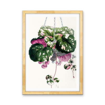 Cyclamen from The Floral Magazine (1861-1881) by Worthington G. Smith, John N. Fitch and Walter H. Fitch - Botanical Illustration Stretched Canvas or Wall Art Print