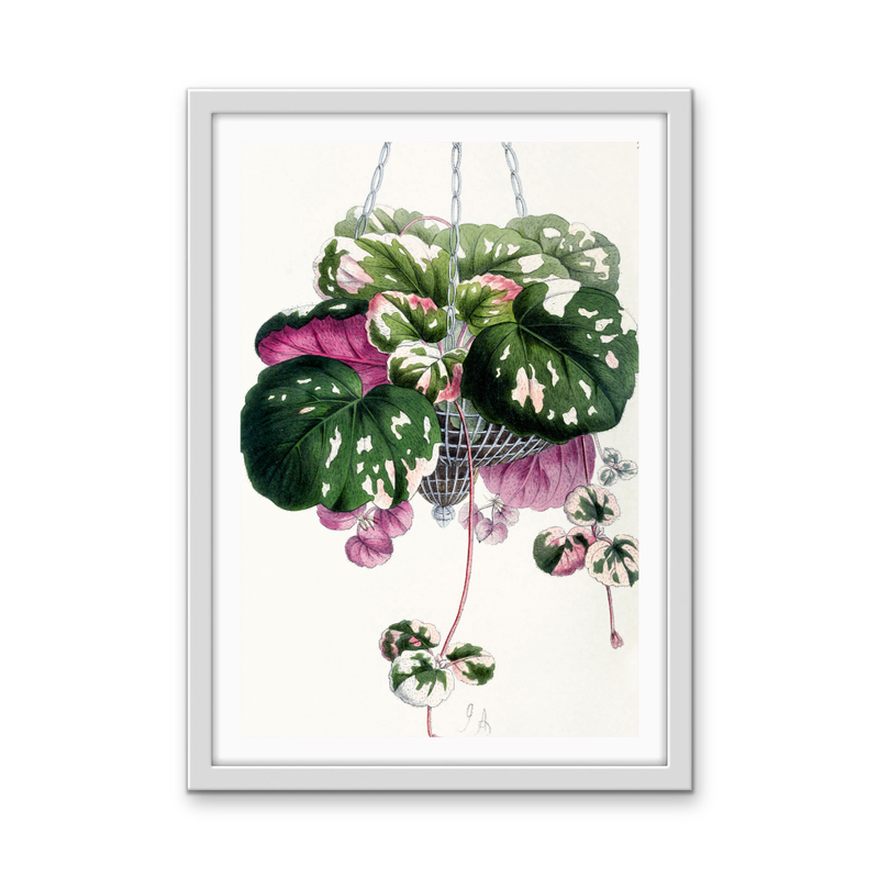 Cyclamen from The Floral Magazine (1861-1881) by Worthington G. Smith, John N. Fitch and Walter H. Fitch - Botanical Illustration Stretched Canvas or Wall Art Print