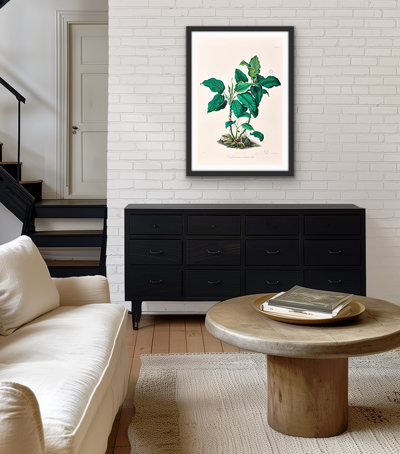 Dieffenbachia Robusta from Icones Aroidearum (1857) by Heinrich Wilhelm Schott