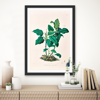 Dieffenbachia Robusta from Icones Aroidearum (1857) by Heinrich Wilhelm Schott