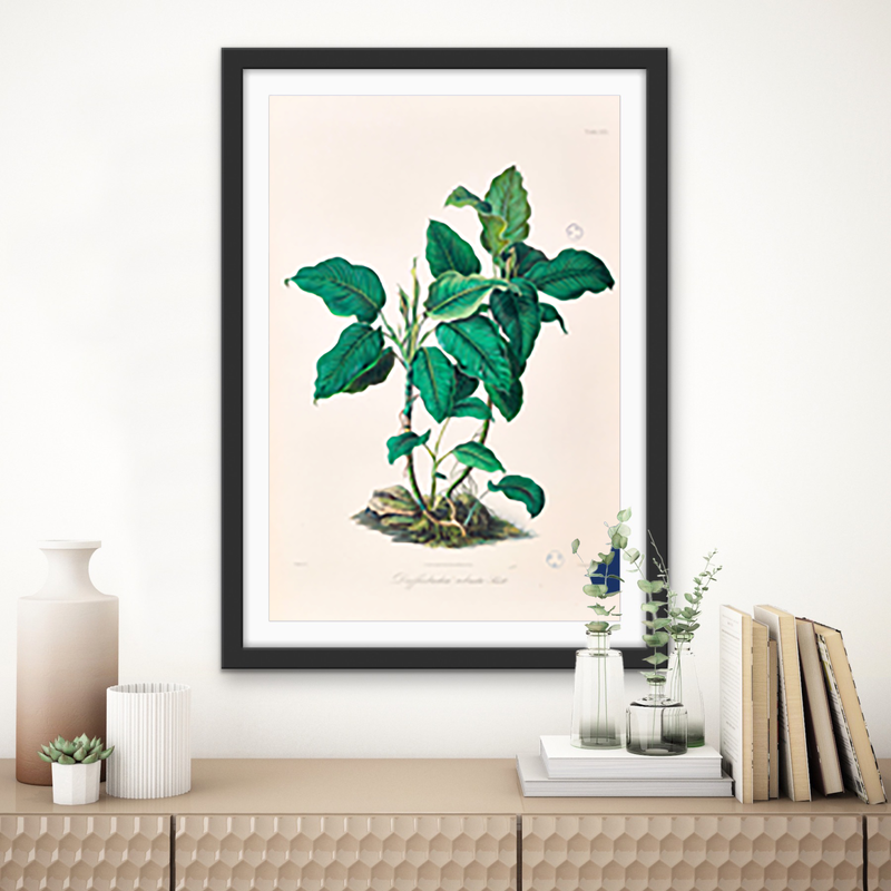 Dieffenbachia Robusta from Icones Aroidearum (1857) by Heinrich Wilhelm Schott