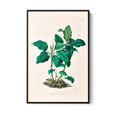 Dieffenbachia Robusta from Icones Aroidearum (1857) by Heinrich Wilhelm Schott