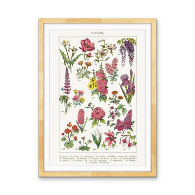 Fleurs 2 French Vintage Botanical Illustration - Stretched Canvas Print or Framed Fine Art Print - Artwork I Heart Wall Art Australia