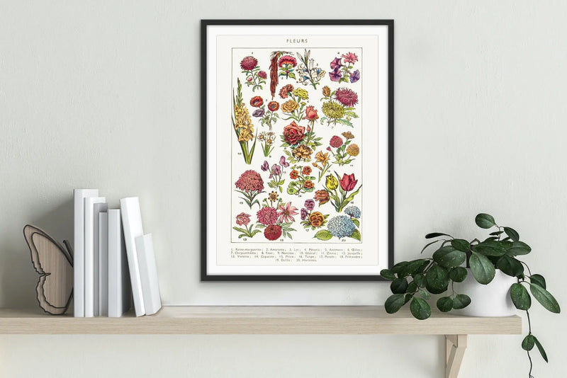 Fleurs French Vintage Botanical Illustration - Stretched Canvas Print or Framed Fine Art Print - Artwork I Heart Wall Art Australia