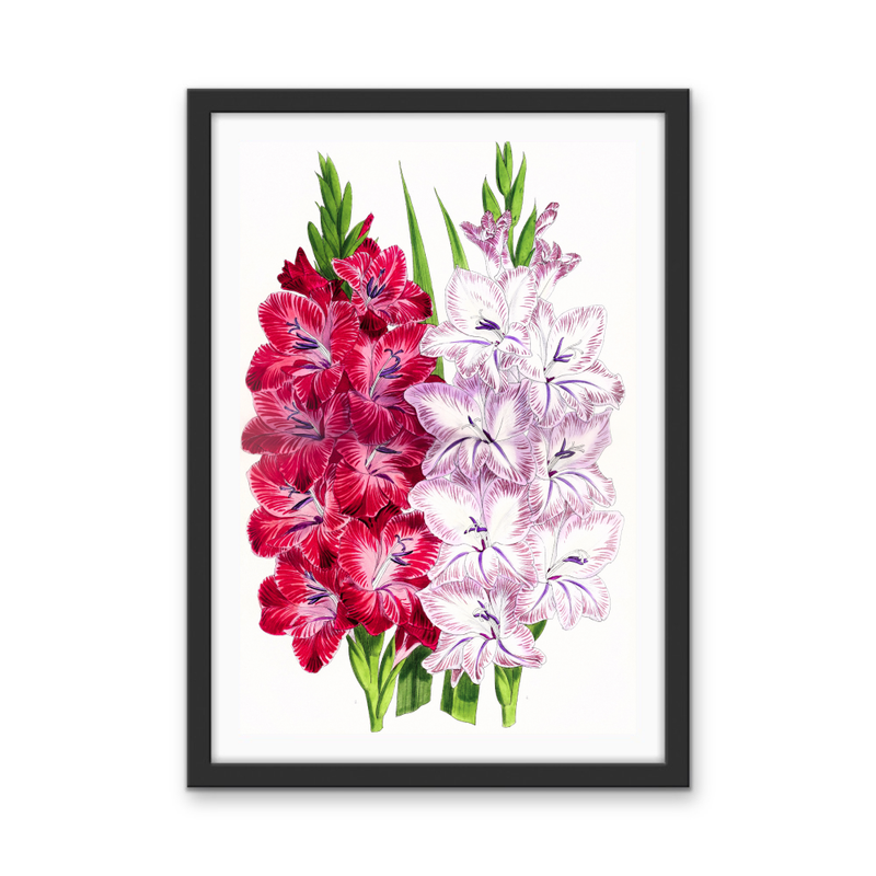 Gladiolus Two from The Floral Magazine (1861-1881) by Worthington G. Smith, John N. Fitch and Walter H. Fitch - Botanical Illustration Stretched Canvas or Wall Art Print