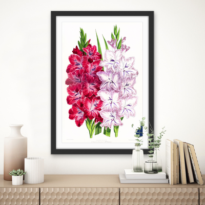 Gladiolus Two from The Floral Magazine (1861-1881) by Worthington G. Smith, John N. Fitch and Walter H. Fitch - Botanical Illustration Stretched Canvas or Wall Art Print