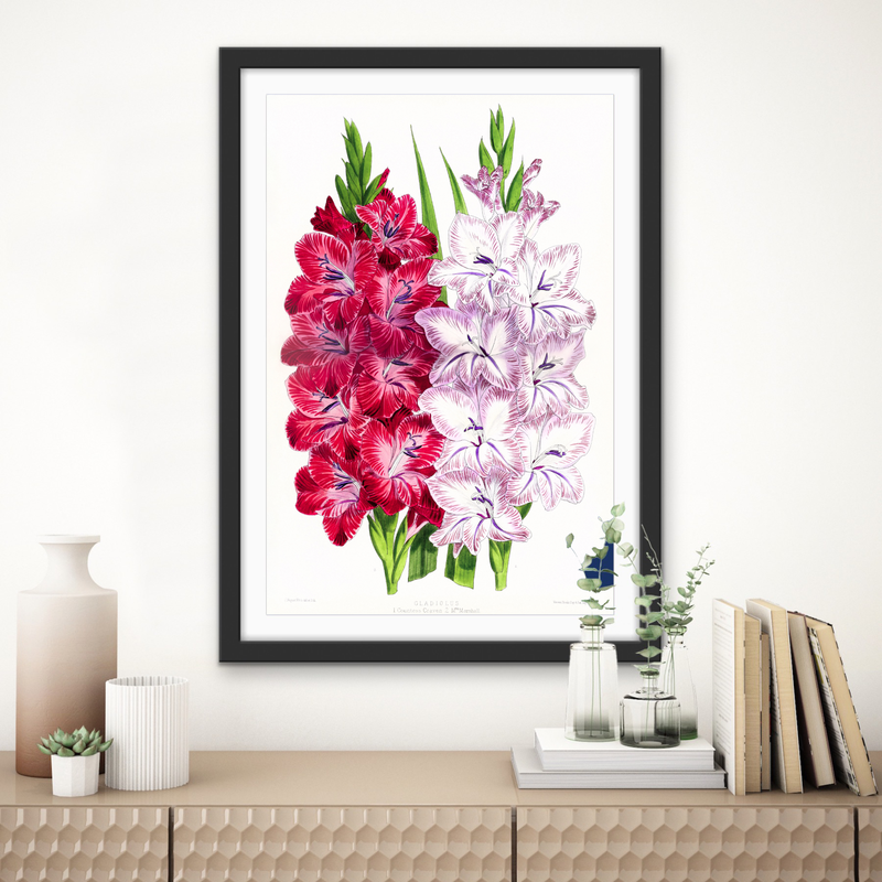 Gladiolus Two from The Floral Magazine (1861-1881) by Worthington G. Smith, John N. Fitch and Walter H. Fitch - Botanical Illustration Stretched Canvas or Wall Art Print