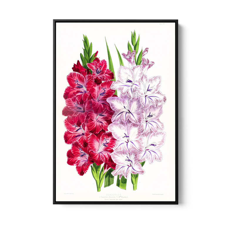 Gladiolus Two from The Floral Magazine (1861-1881) by Worthington G. Smith, John N. Fitch and Walter H. Fitch - Botanical Illustration Stretched Canvas or Wall Art Print