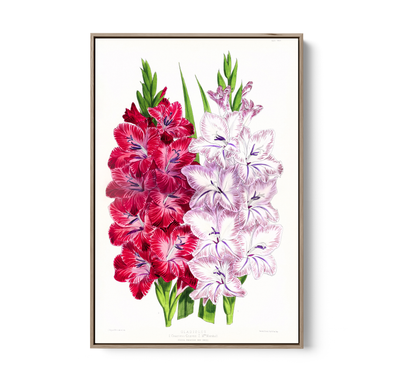 Gladiolus Two from The Floral Magazine (1861-1881) by Worthington G. Smith, John N. Fitch and Walter H. Fitch - Botanical Illustration Stretched Canvas or Wall Art Print