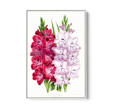 Gladiolus Two from The Floral Magazine (1861-1881) by Worthington G. Smith, John N. Fitch and Walter H. Fitch - Botanical Illustration Stretched Canvas or Wall Art Print