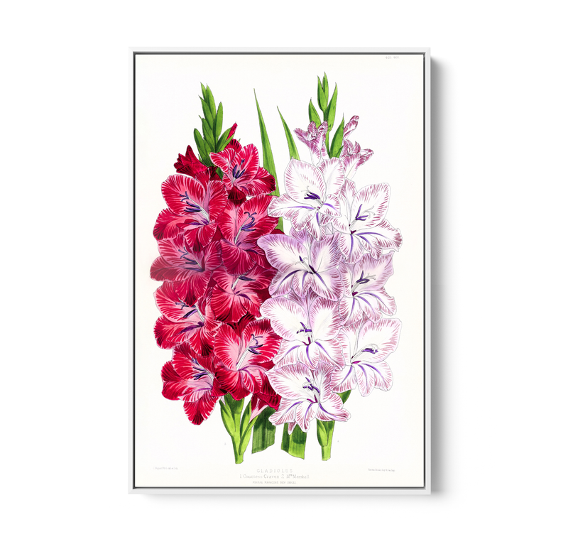 Gladiolus Two from The Floral Magazine (1861-1881) by Worthington G. Smith, John N. Fitch and Walter H. Fitch - Botanical Illustration Stretched Canvas or Wall Art Print
