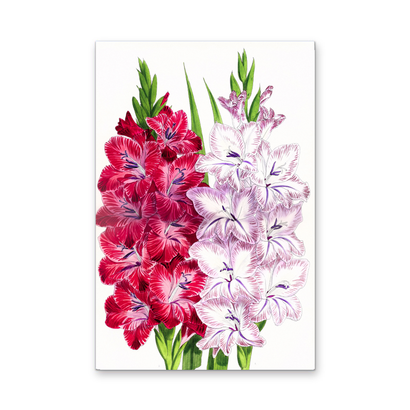 Gladiolus Two from The Floral Magazine (1861-1881) by Worthington G. Smith, John N. Fitch and Walter H. Fitch - Botanical Illustration Stretched Canvas or Wall Art Print