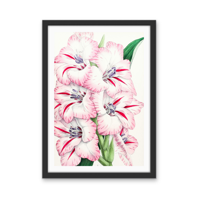 Gladiolus from The Floral Magazine (1861-1881) by Worthington G. Smith, John N. Fitch and Walter H. Fitch - Botanical Illustration Stretched Canvas or Wall Art Print
