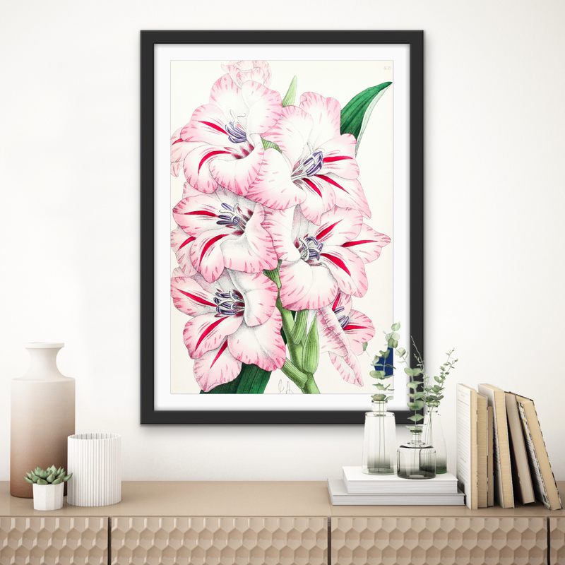 Gladiolus from The Floral Magazine (1861-1881) by Worthington G. Smith, John N. Fitch and Walter H. Fitch - Botanical Illustration Stretched Canvas or Wall Art Print