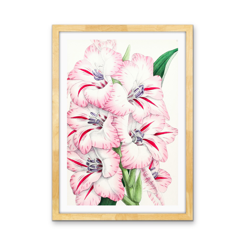 Gladiolus from The Floral Magazine (1861-1881) by Worthington G. Smith, John N. Fitch and Walter H. Fitch - Botanical Illustration Stretched Canvas or Wall Art Print