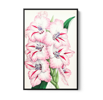 Gladiolus from The Floral Magazine (1861-1881) by Worthington G. Smith, John N. Fitch and Walter H. Fitch - Botanical Illustration Stretched Canvas or Wall Art Print