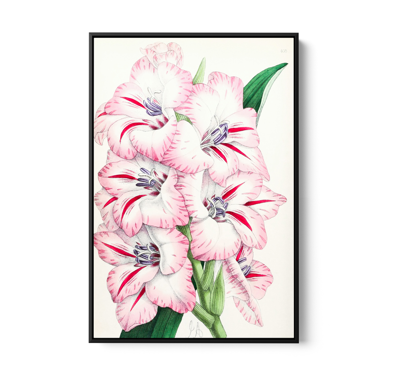 Gladiolus from The Floral Magazine (1861-1881) by Worthington G. Smith, John N. Fitch and Walter H. Fitch - Botanical Illustration Stretched Canvas or Wall Art Print
