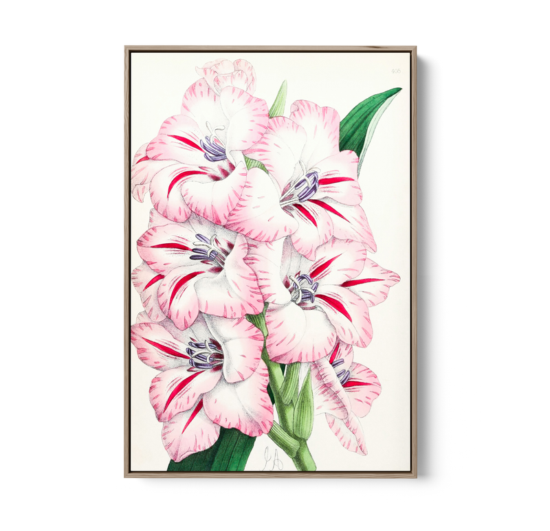 Gladiolus from The Floral Magazine (1861-1881) by Worthington G. Smith, John N. Fitch and Walter H. Fitch - Botanical Illustration Stretched Canvas or Wall Art Print