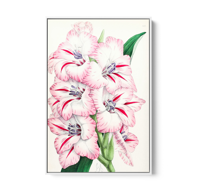 Gladiolus from The Floral Magazine (1861-1881) by Worthington G. Smith, John N. Fitch and Walter H. Fitch - Botanical Illustration Stretched Canvas or Wall Art Print