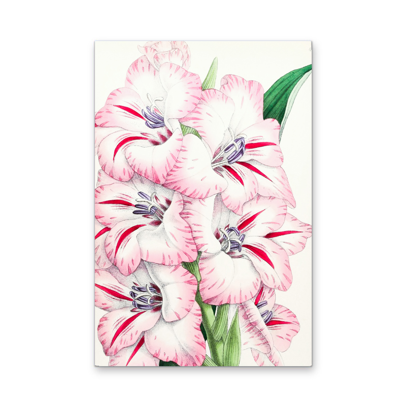 Gladiolus from The Floral Magazine (1861-1881) by Worthington G. Smith, John N. Fitch and Walter H. Fitch - Botanical Illustration Stretched Canvas or Wall Art Print
