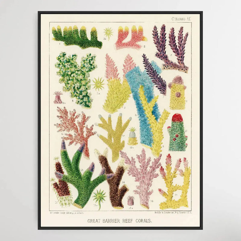 Great Barrier Reef Corals III by William Saville-Kent (1845-1908) I Heart Wall Art Australia