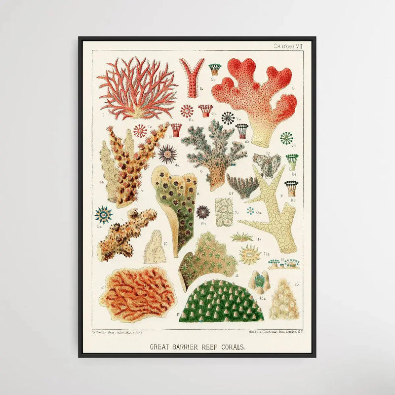 Great Barrier Reef Corals IV by William Saville-Kent (1845-1908) I Heart Wall Art Australia