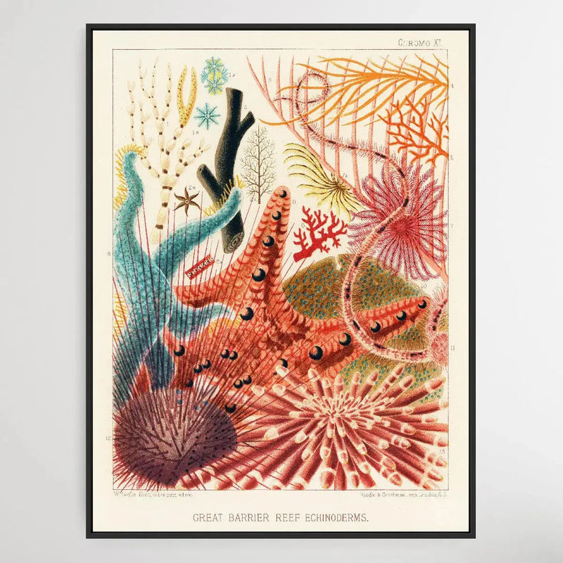 Great Barrier Reef Echinoderms by William Saville-Kent (1845-1908) I Heart Wall Art Australia
