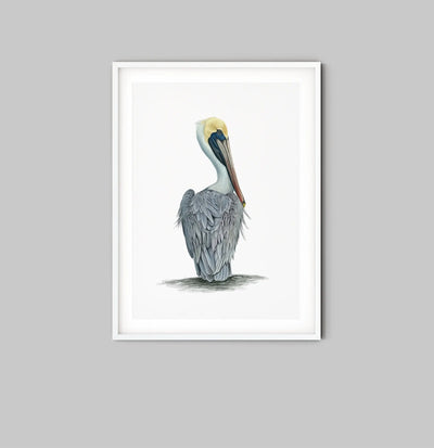 Hamptons Pelican - Watercolour Pelican On A White Backdrop I Heart Wall Art Australia