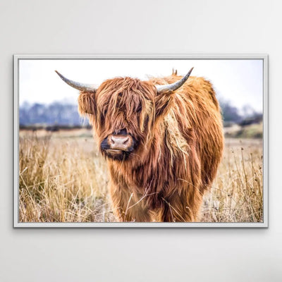Highlander - Highland Cow Stretched Canvas Wall Art Print Cheap Wall Art Australia