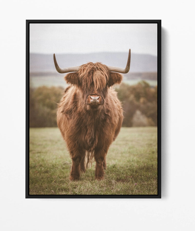 Highlander The Second - Highland Cow Stretched Canvas Wall Art Print I Heart Wall Art Australia