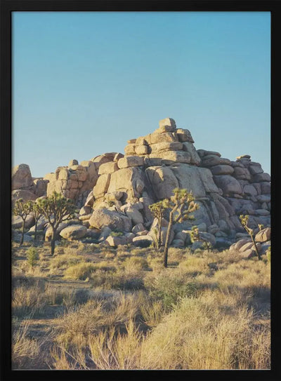 Joshua Tree Sunset - Stretched Canvas, Poster or Fine Art Print I Heart Wall Art