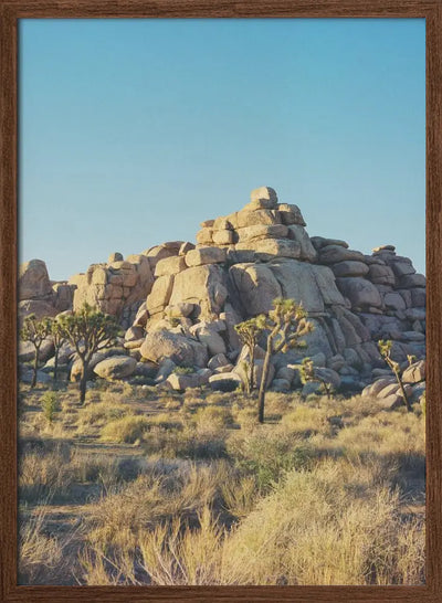 Joshua Tree Sunset - Stretched Canvas, Poster or Fine Art Print I Heart Wall Art