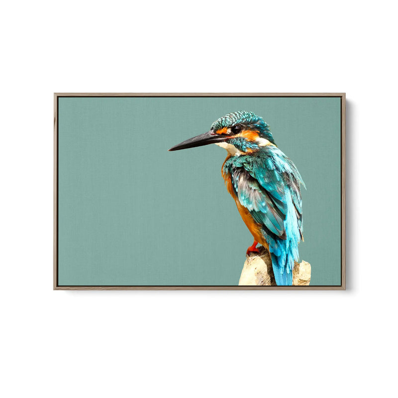 Kingfisher- Turquoise Australian Bird Canvas And Art Print Cheap Wall Art Australia 