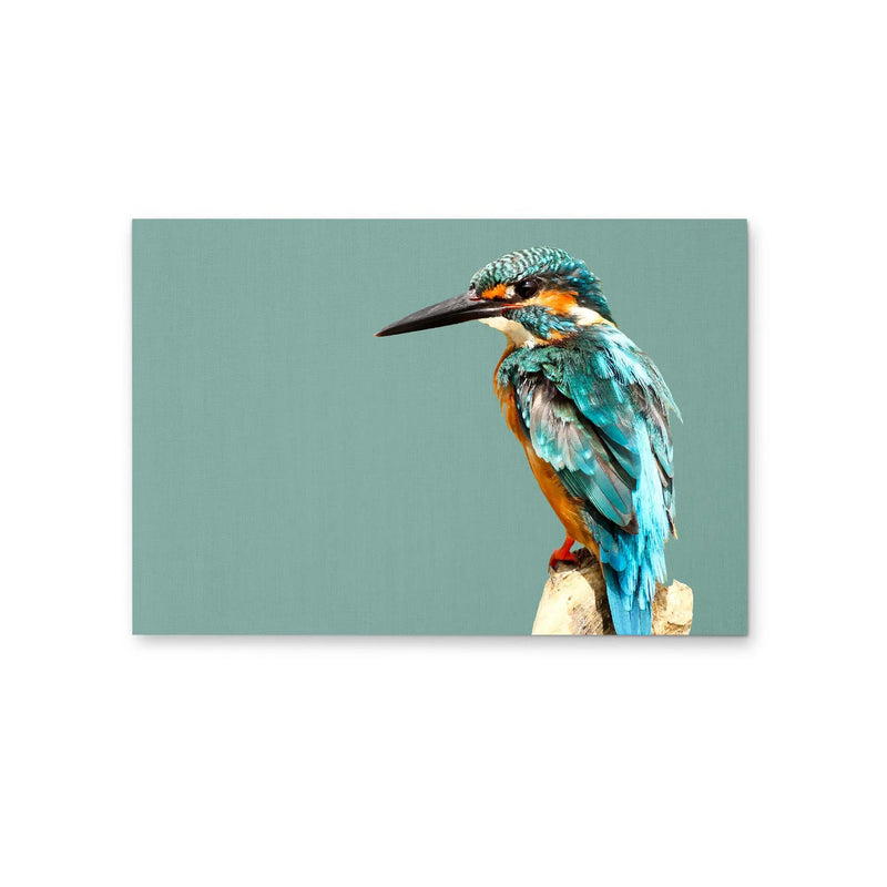 Kingfisher- Turquoise Australian Bird Canvas And Art Print Cheap Wall Art Australia 