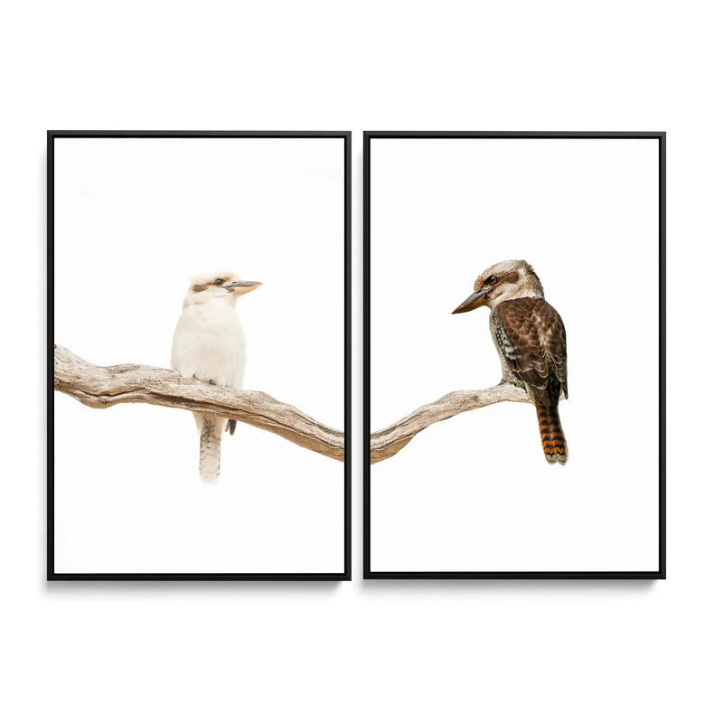 Kookaburra Pair - Two Piece Kookaburra Photographic Print Set on White