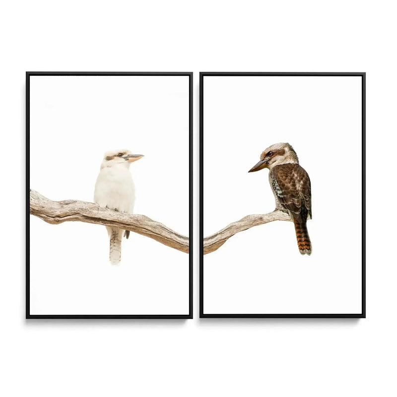 Kookaburra Pair - Two Piece Kookaburra Photographic Print Set on White Diptych I Heart Wall Art Australia 