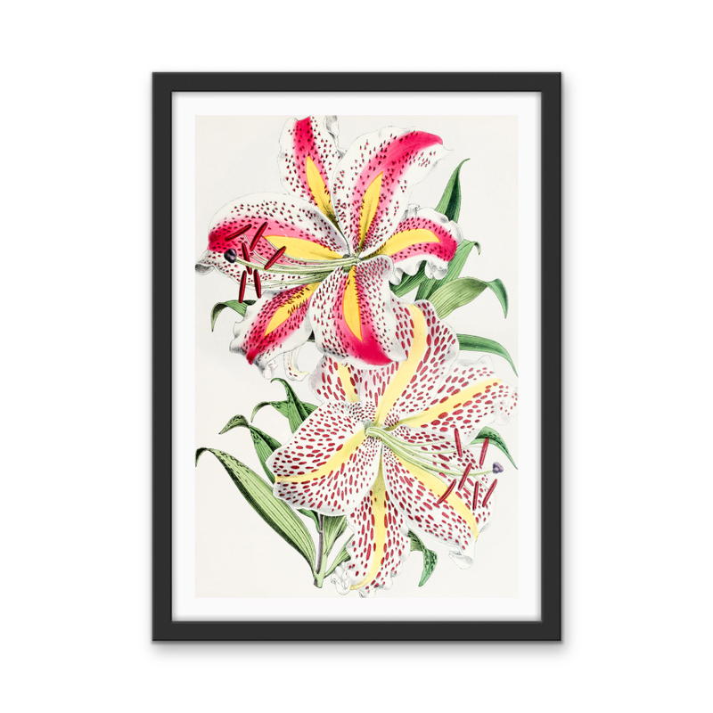 Lilium Auratum from The Floral Magazine (1861-1881) by Worthington G. Smith, John N. Fitch and Walter H. Fitch - Botanical Illustration Stretched Canvas or Wall Art Print