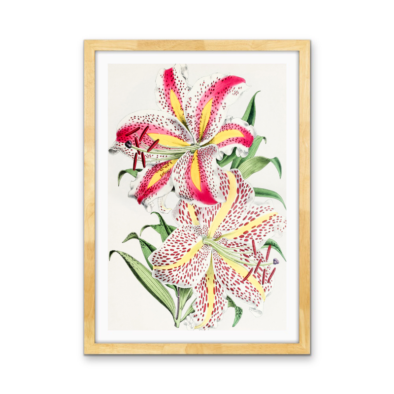 Lilium Auratum from The Floral Magazine (1861-1881) by Worthington G. Smith, John N. Fitch and Walter H. Fitch - Botanical Illustration Stretched Canvas or Wall Art Print