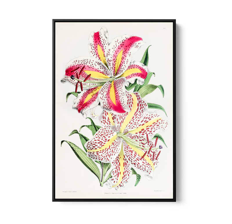 Lilium Auratum from The Floral Magazine (1861-1881) by Worthington G. Smith, John N. Fitch and Walter H. Fitch - Botanical Illustration Stretched Canvas or Wall Art Print