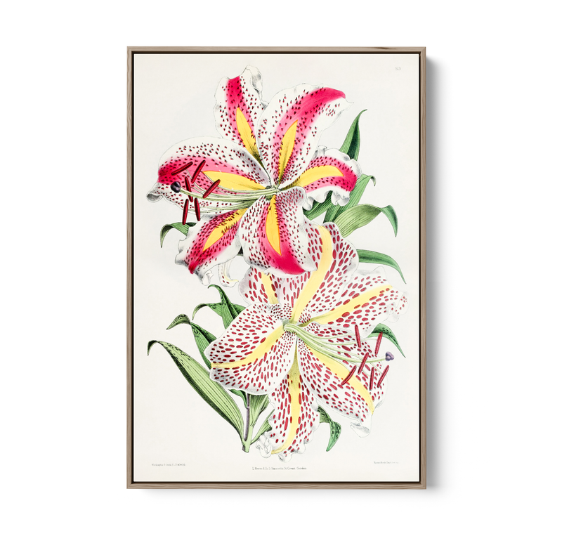 Lilium Auratum from The Floral Magazine (1861-1881) by Worthington G. Smith, John N. Fitch and Walter H. Fitch - Botanical Illustration Stretched Canvas or Wall Art Print