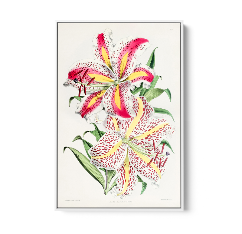 Lilium Auratum from The Floral Magazine (1861-1881) by Worthington G. Smith, John N. Fitch and Walter H. Fitch - Botanical Illustration Stretched Canvas or Wall Art Print