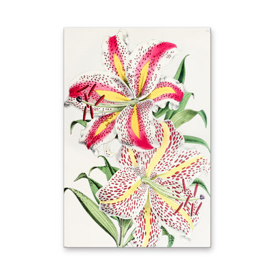 Lilium Auratum from The Floral Magazine (1861-1881) by Worthington G. Smith, John N. Fitch and Walter H. Fitch - Botanical Illustration Stretched Canvas or Wall Art Print