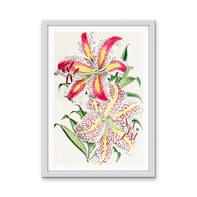 Lilium Auratum from The Floral Magazine (1861-1881) by Worthington G. Smith, John N. Fitch and Walter H. Fitch - Botanical Illustration Stretched Canvas or Wall Art Print