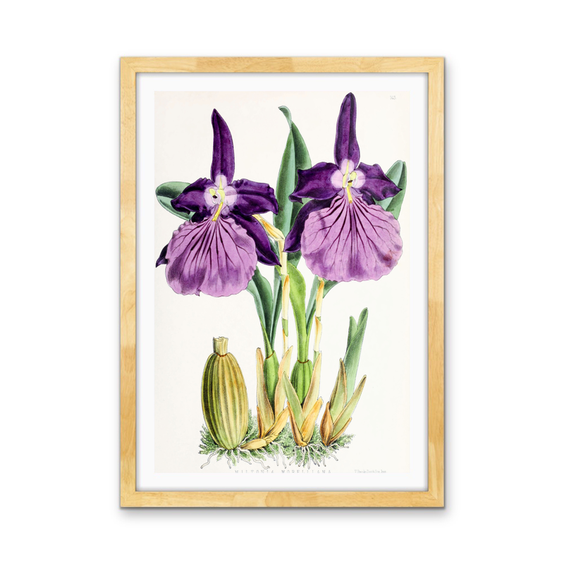 Miltonia Morelliana from The Floral Magazine (1861-1881) by Worthington G. Smith, John N. Fitch and Walter H. Fitch - Botanical Illustration Stretched Canvas or Wall Art Print